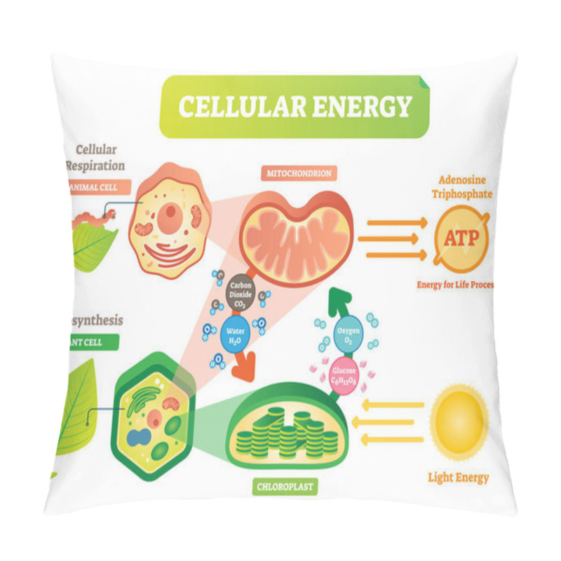 Personality  Animal And Plant Cell Energy Cycle Vector Illustration Diagram With Mitochondrion And Chloroplast. Pillow Covers