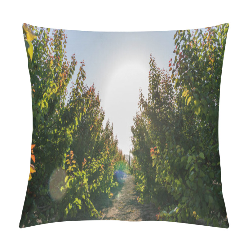 Personality  An Orchard Filled With Fruit Trees. The Branches Are Dense With Green Leaves, And Some Leaves Have Turned A Reddish Hue, Indicating The Transition Of Seasons. The Sun Is Shining Through The Foliage. Pillow Covers