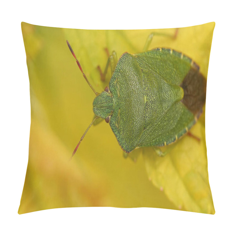 Personality  Natural Closeup On A Green Shield Bug, Palomena Prasina , Sitting On A Yellow Leaf In The Garden Pillow Covers