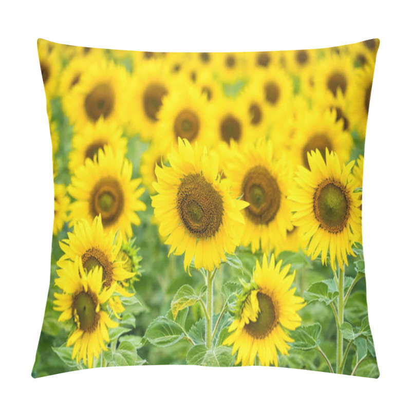 Personality  A Sunflower Field Captured In Perfect Detail, Highlighting The Brightness And Vivid Colors Of Each Blooming Flower Pillow Covers