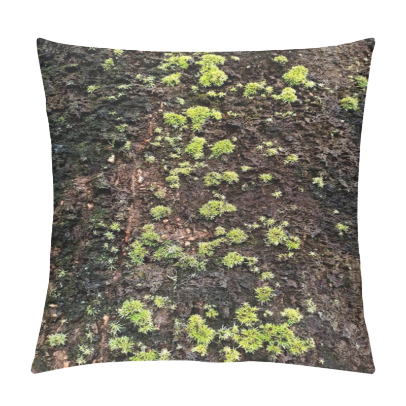 Personality  Growing Of Moss On Tree Bark, These Mosses Cause Fungal Diseases Among Trees Pillow Covers