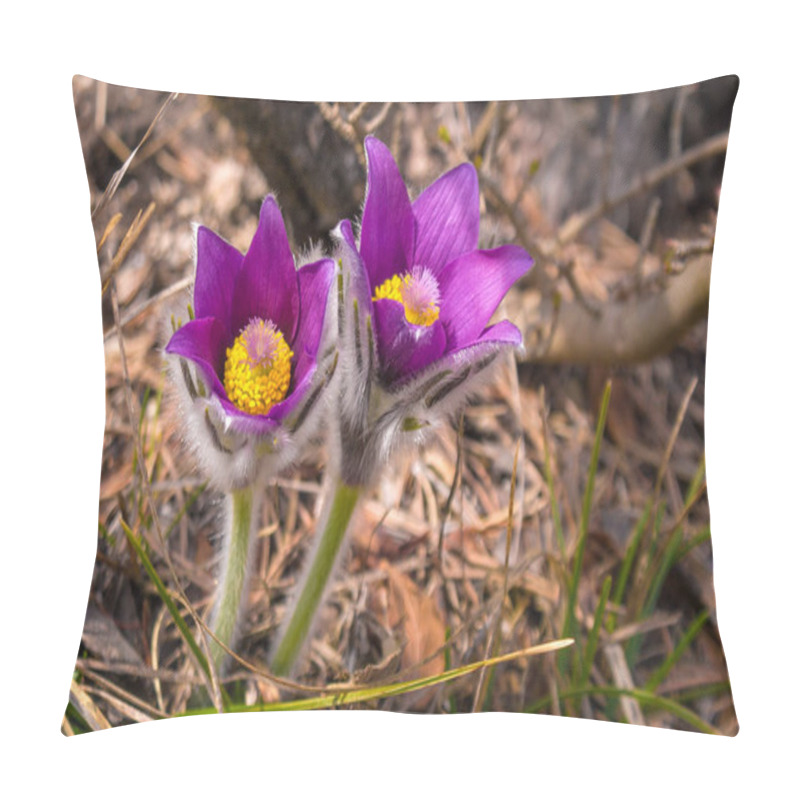 Personality  Purple Pulsatilla Grandis Pasque Flower. Pillow Covers