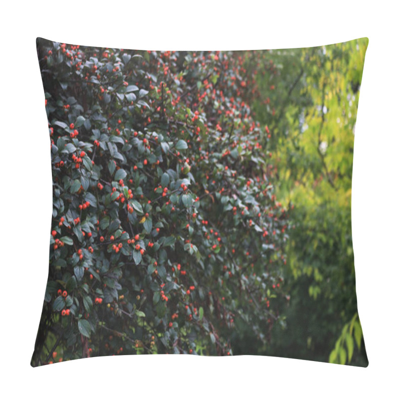 Personality  Cotoneaster Franchetii Or Franchet Cotoneaster Bush With Manry Red Berries On Branches On Autumn Season Pillow Covers