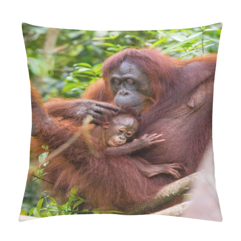 Personality  Two Orangutans  Indonesia. Pillow Covers