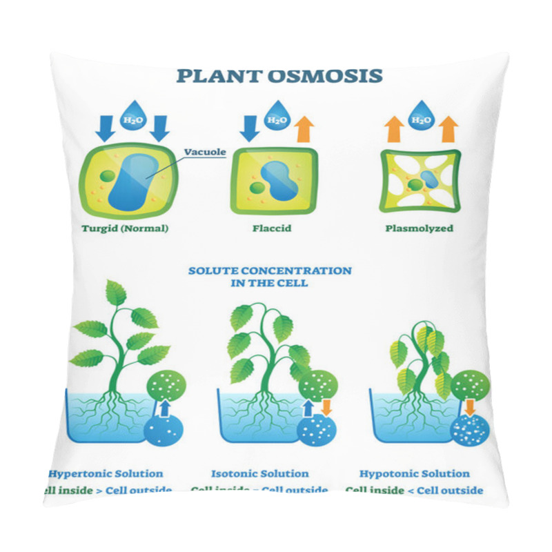 Personality  Plant Osmosis Vector Illustration. Cell Water Absorption Process Explanation Pillow Covers