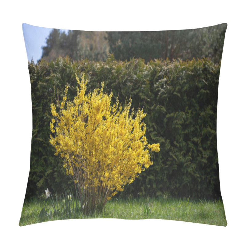 Personality  Bright Yellow Forsythia Bush In Full Bloom Against Lush Green Hedge. Vibrant Symbol Of Early Spring, Forsythia Brings Warmth And Energy To Gardens, Fresh Seasonal Beauty. Landscape With Golden Flowers Pillow Covers