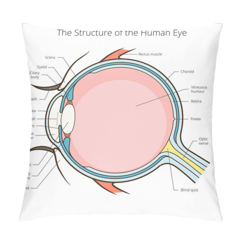 Personality  Human Eye Structure Scheme Vector Pillow Covers