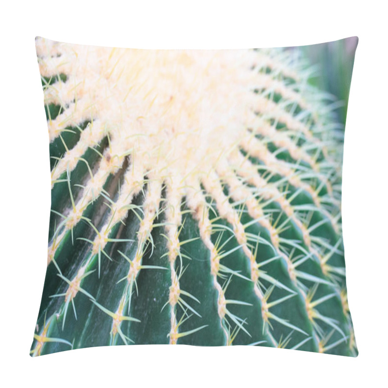 Personality  Golden Barrel Cactus Or Echinocactus Grusonii Top View. Succulent Plant Common In Mexico. Species Of The Genus Echinocactus In The Cactus Family. A Popular Houseplant. Spiny, Green Cactus Spikes. Pillow Covers