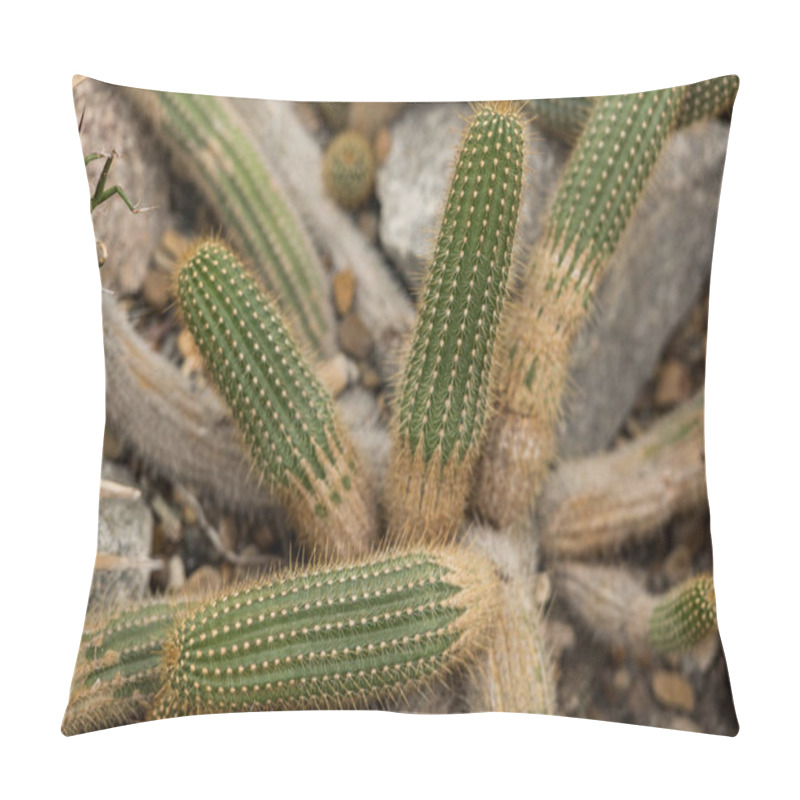 Personality  Close-up View Of Beautiful Green Cactuses Growing On Stones Pillow Covers