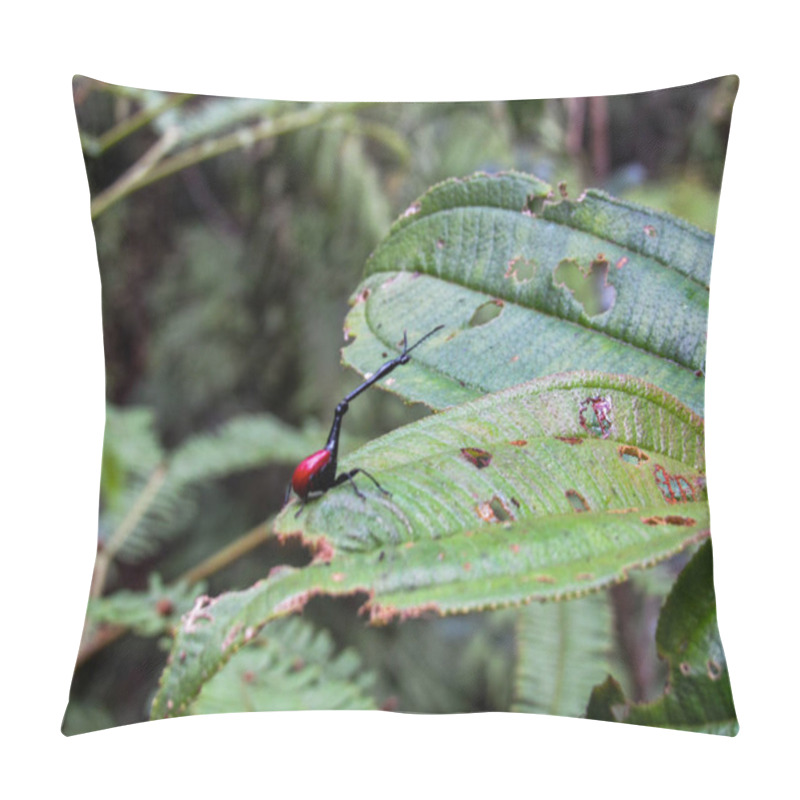 Personality  Little Gecko Lizard On Hand At Natural Park In Madagascar Pillow Covers