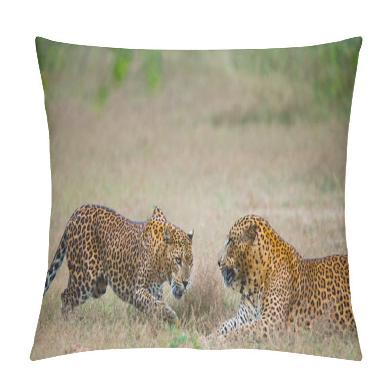 Personality  Pantheras Pardus Kotiya Pillow Covers