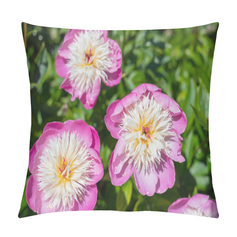 Personality  Close Up Of Chinese Peony (paeonia Lactiflora) Flowers In Bloom Pillow Covers