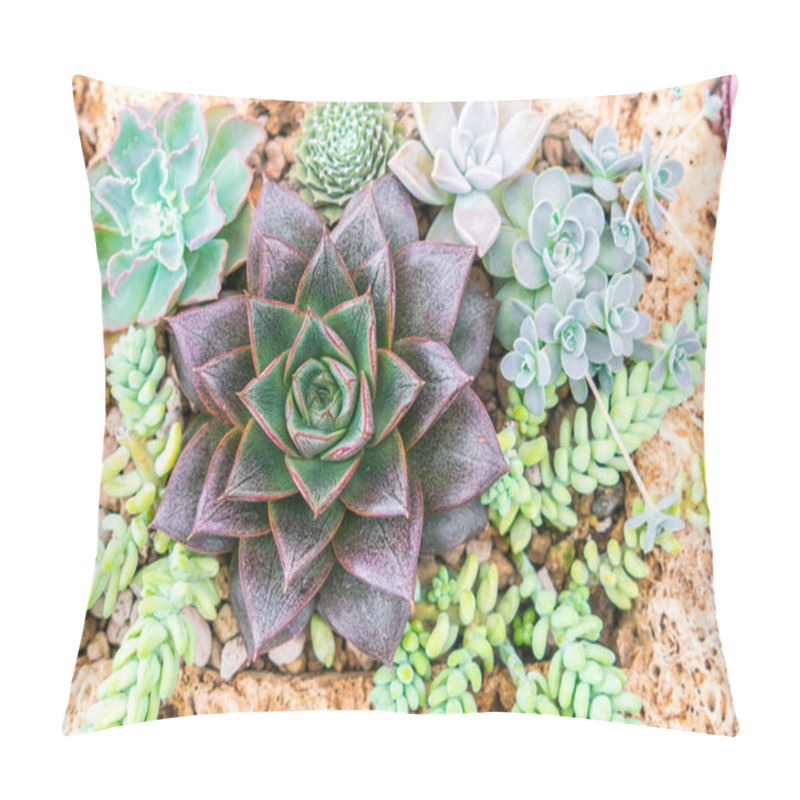 Personality  Beautiful Small Cactus Field . Pillow Covers