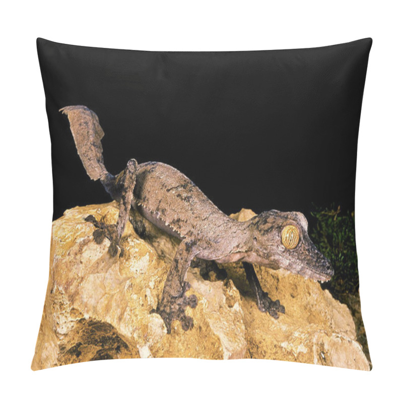 Personality  GECKO A QUEUE PLATE Uroplatus Fimbriatus Pillow Covers