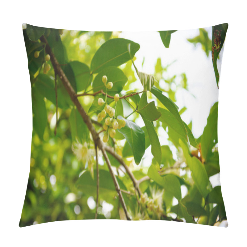 Personality  Sunny Sky Over Cluster Of Blooming Syzygium Samarangense Or Java Apple Flowers, Buds, Young Fruits On Tree Branch Leaves At Fruit Orchard In My Khanh, Can Tho, Wax, Chomphu, Java, Water Guava. Vietnam Pillow Covers