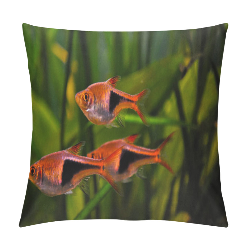 Personality  Three Harlequin Tropical Fresh Water Fish In A Planted Aquarium Pillow Covers