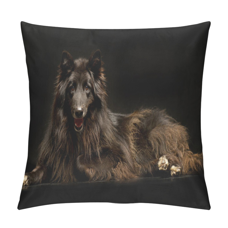 Personality  Studio Shot Of An Adorable Belgian Shepherd Lying On Black Background. Pillow Covers