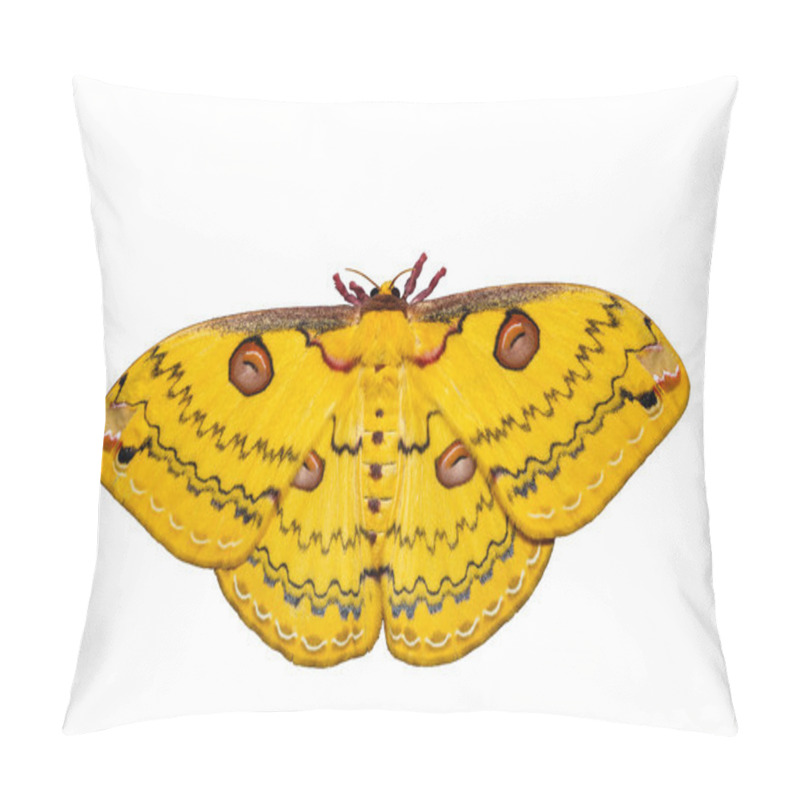 Personality  Isolated Golden Emperor Moth  Pillow Covers