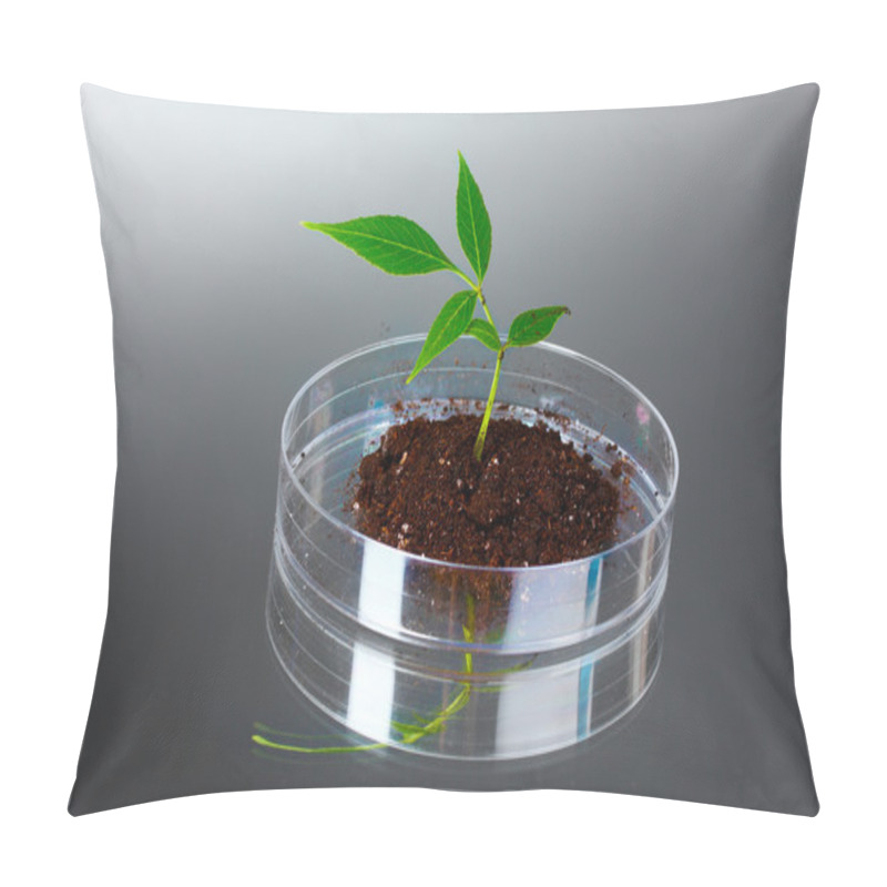 Personality  Genetically Modified Plant Tested In Petri Dish Pillow Covers