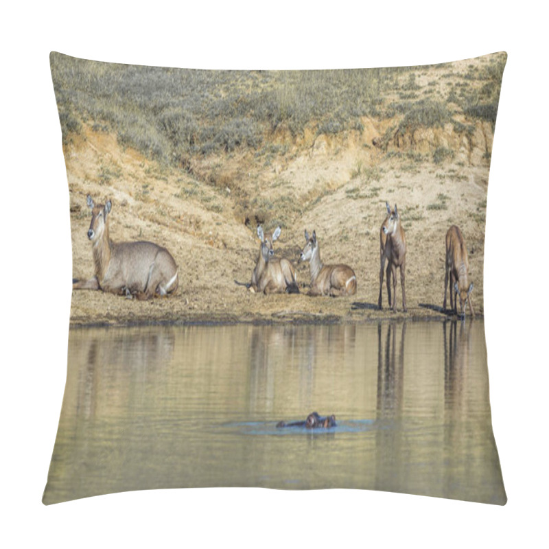 Personality  Common Waterbuck In Kruger National Park, South Africa Pillow Covers