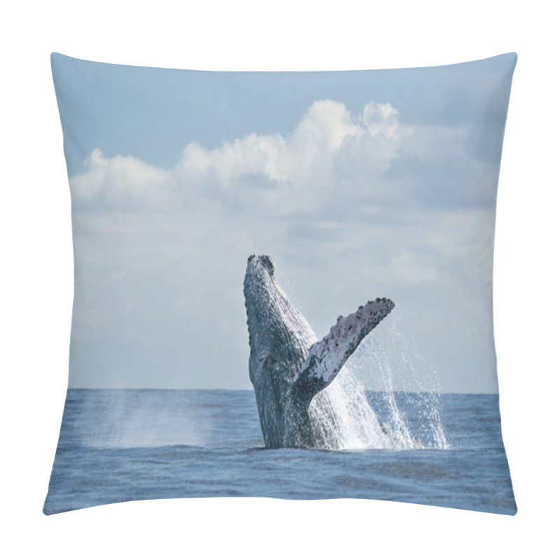 Personality  Humpback Whale Breaching In Cabo San Lucas Pillow Covers