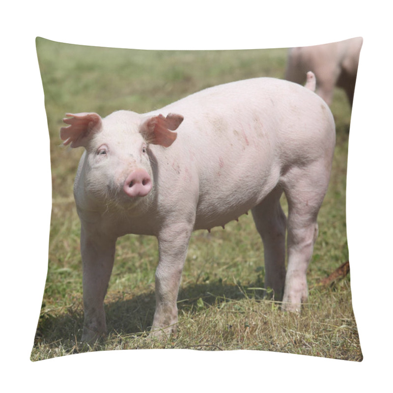 Personality  Piglet Graze Free On The Farm Summertime Pillow Covers