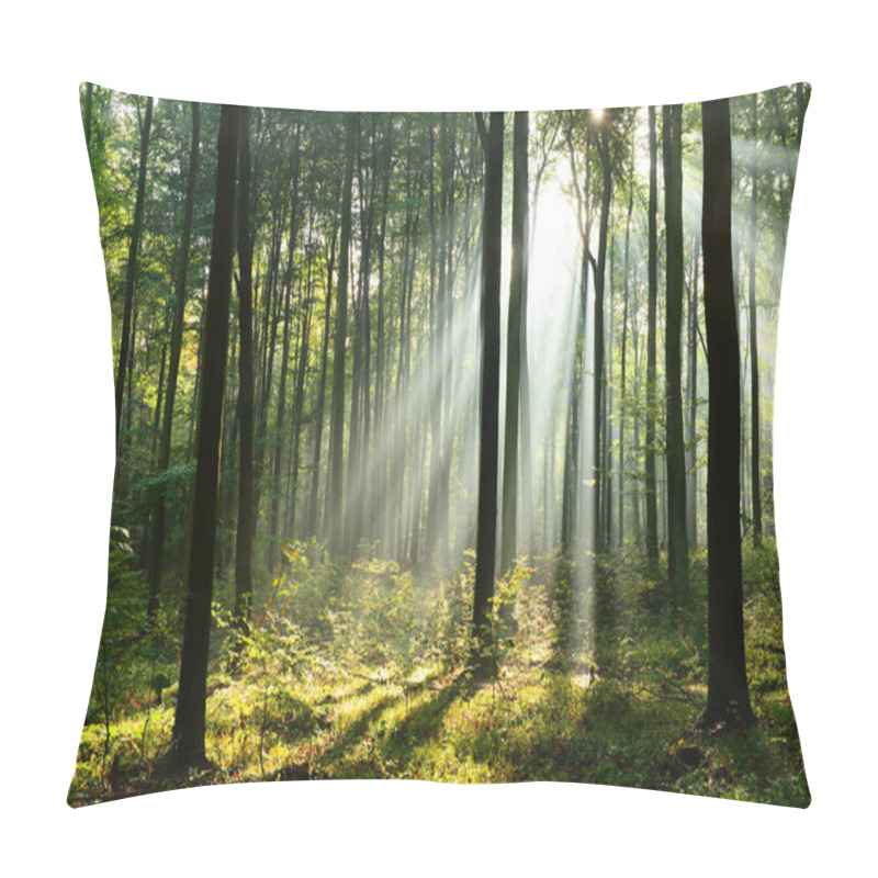 Personality  Beautiful Morning Sunbeams In Misty Forest Pillow Covers