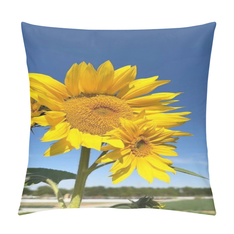 Personality  Vertical Screen :Sunflower Blooms Flourish In Vibrant Biofarm, Sustaining Thriving Ecosystem. Yellow Sunflower Petals Reflect Harmony Within Biofarm Environment, Supporting Balanced Ecosystem Life. Pillow Covers