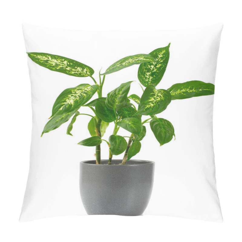 Personality  Dumb Canes Plant Isolated On White Pillow Covers