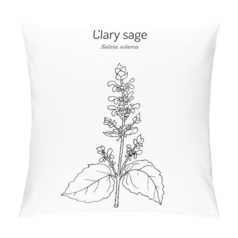 Personality  Clary Sage Salvia Sclarea , Medicinal Plant Pillow Covers