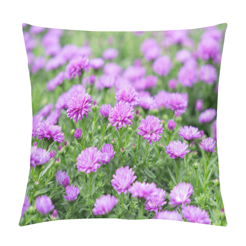 Personality  Fower In Garden , Argyranthemum Frutescens Or Marguerite, Marguerite Daisy Fower For Background,home And Gaden Decor Concept Home Inspirations Pillow Covers