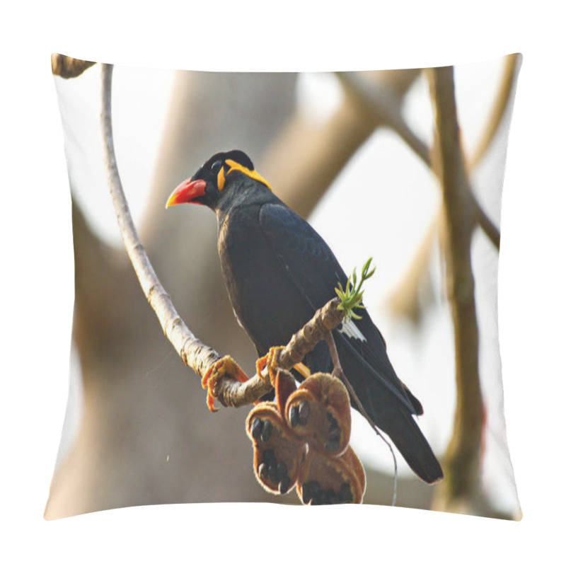 Personality  Common And Great Myna Birds Fighting Pillow Covers