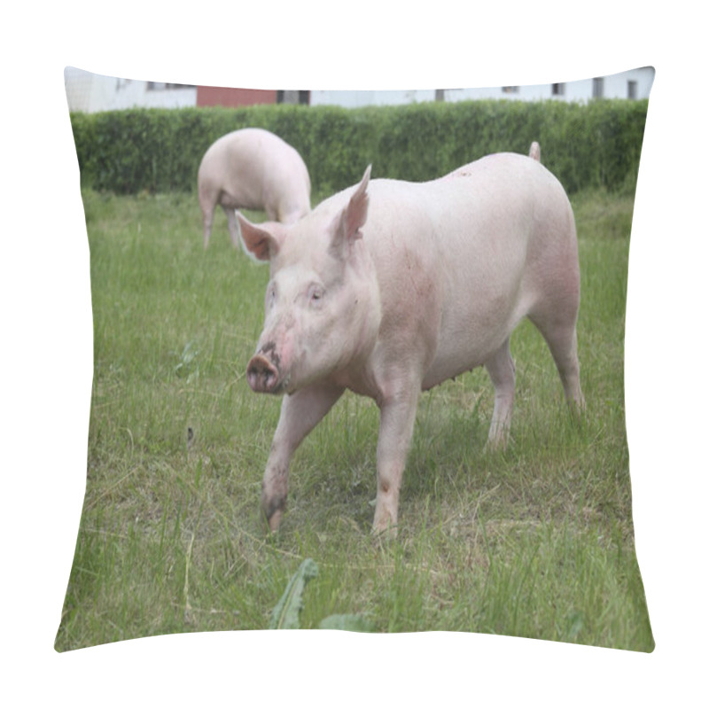 Personality   Pigs Enjoying Sunshine On Green Grass Near The Farm Pillow Covers