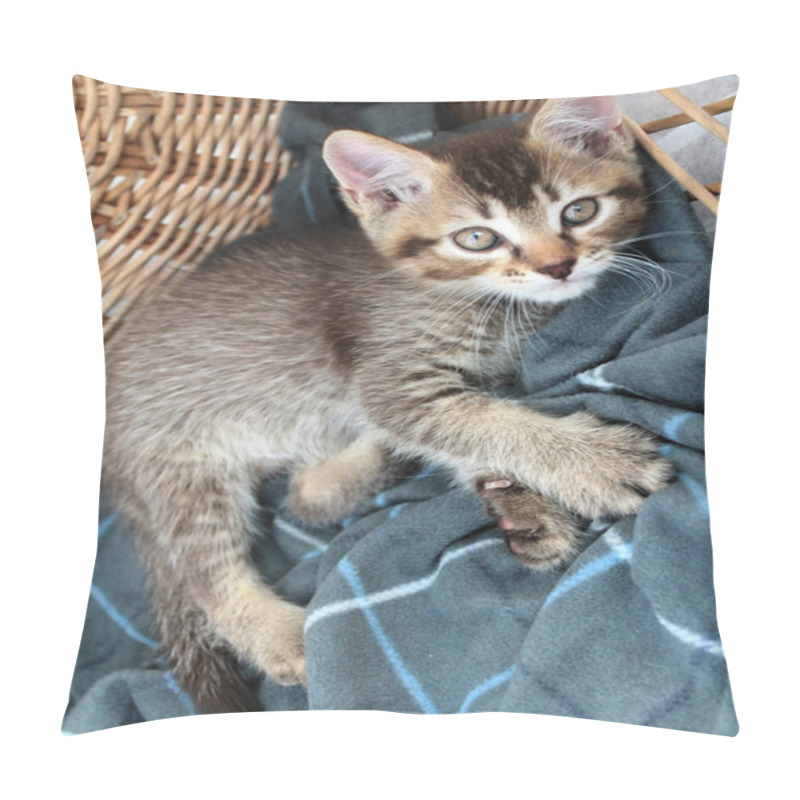 Personality  Touching Little Grey Kitten, British Cat. Fluffy Feline Young Pillow Covers