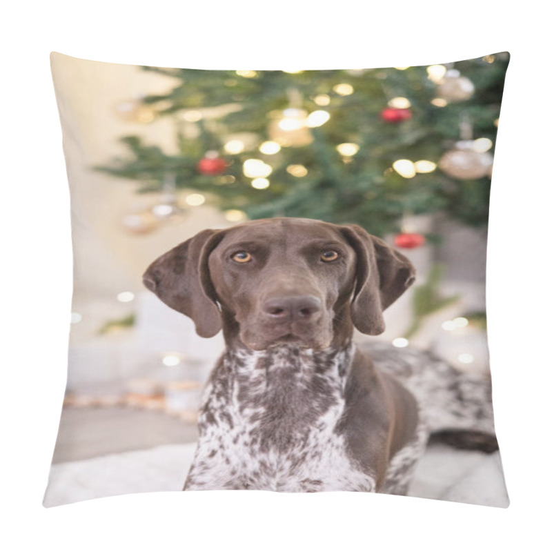 Personality  GSP Dog Looking Into The Camera In Front Of A Christmas Tree Pillow Covers