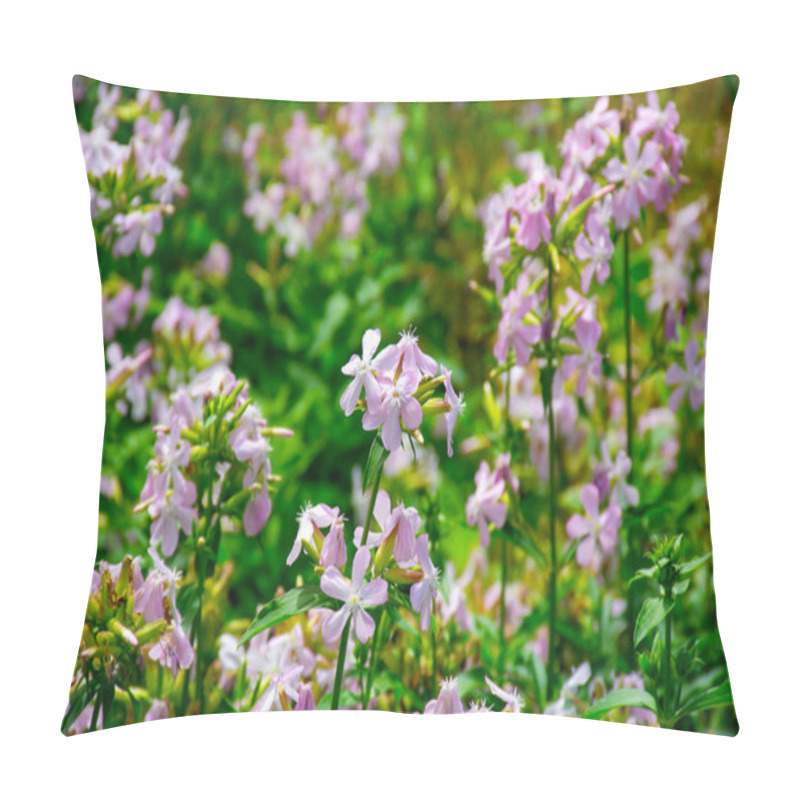 Personality  Botanical Collection Of Useful Plants, Blossom Of Saponaria Officialis Or Soapwort In Summer Pillow Covers