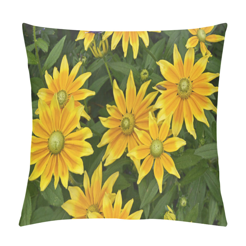 Personality  Rudbeckia Hirta 'Prairie Sun' In A Flower Border Pillow Covers