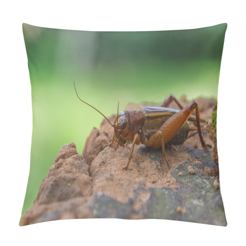 Personality  Close Up House Cricket (Acheta Domestica) Pillow Covers