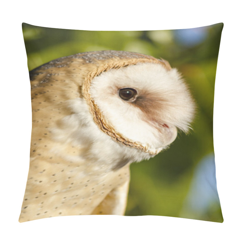 Personality  Common Barn Owl In Autumn Setting Pillow Covers