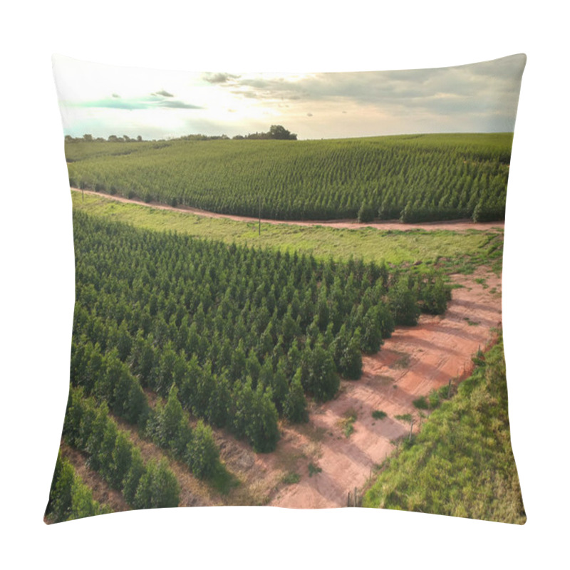 Personality  Aerial View Of A Young Eucalyptus Plantation In Brazil Pillow Covers