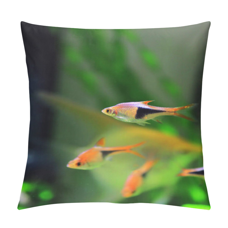 Personality  Harlequin Rasbora Freshwater Fish - (Trigonostigma Heteromorpha) Pillow Covers