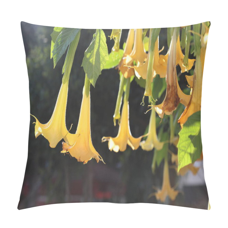 Personality  Brugmansia Arborea (angel's Trumpet) Is A Species Of Flowering Plant In The Family Solanaceae Pillow Covers