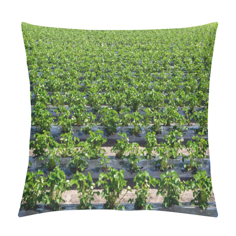 Personality  Plantations Of Young Strawberry Plants In Blossom Growing Outdoor On Soil Covered With Plastic Film Pillow Covers