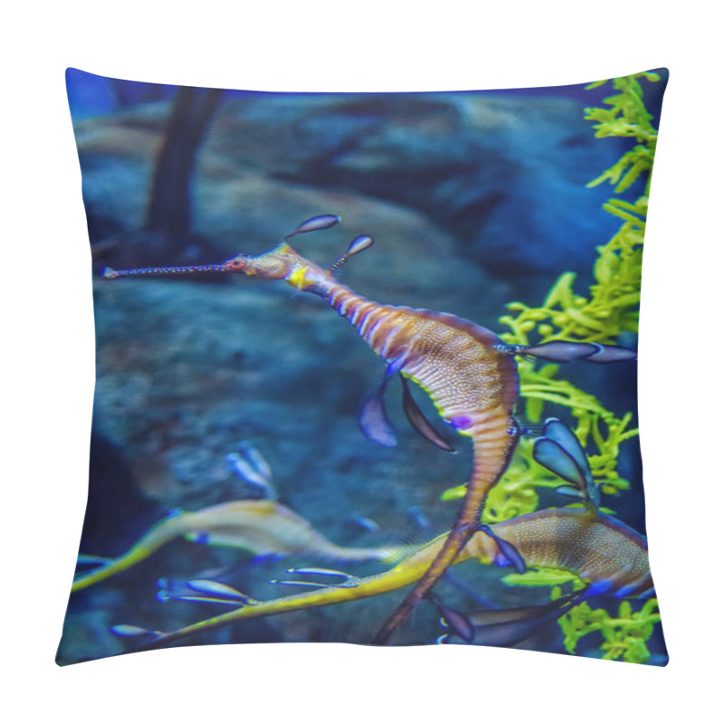 Personality  Weedy Seadragon (Phyllopteryx Taeniolatus), Looks Like A Seaweed! Pillow Covers