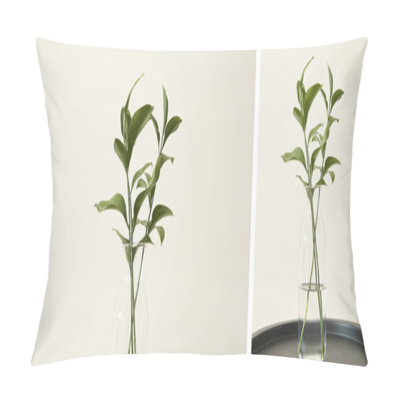 Personality  Collage Of Green Plants With Fresh Leaves In Glass Vases  Pillow Covers