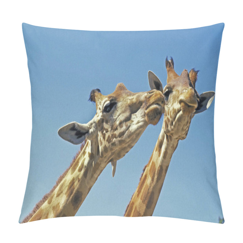 Personality  Rothschild's Giraffe,  Giraffa Camelopardalis Rothschildi   Pillow Covers