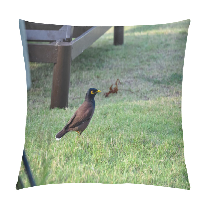 Personality  Myna Bird Walks Along The Promenade Of A Hotel In Thailand Pillow Covers