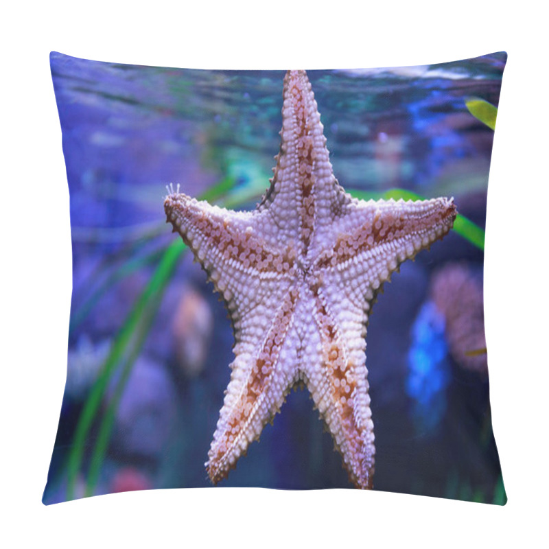 Personality  Starfish, Sea Stars Seen From Below Pillow Covers