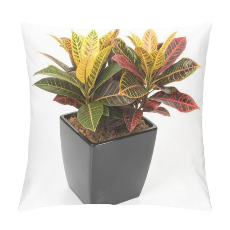 Personality  The Discus Fish, With Its Rounded Shape And Intricate Patterns Of Red, Orange, And Blue, Is Showcased In A Tranquil Freshwater Aquarium. The Fishs Vibrant Colors Shimmer In The Soft Lighting. Pillow Covers