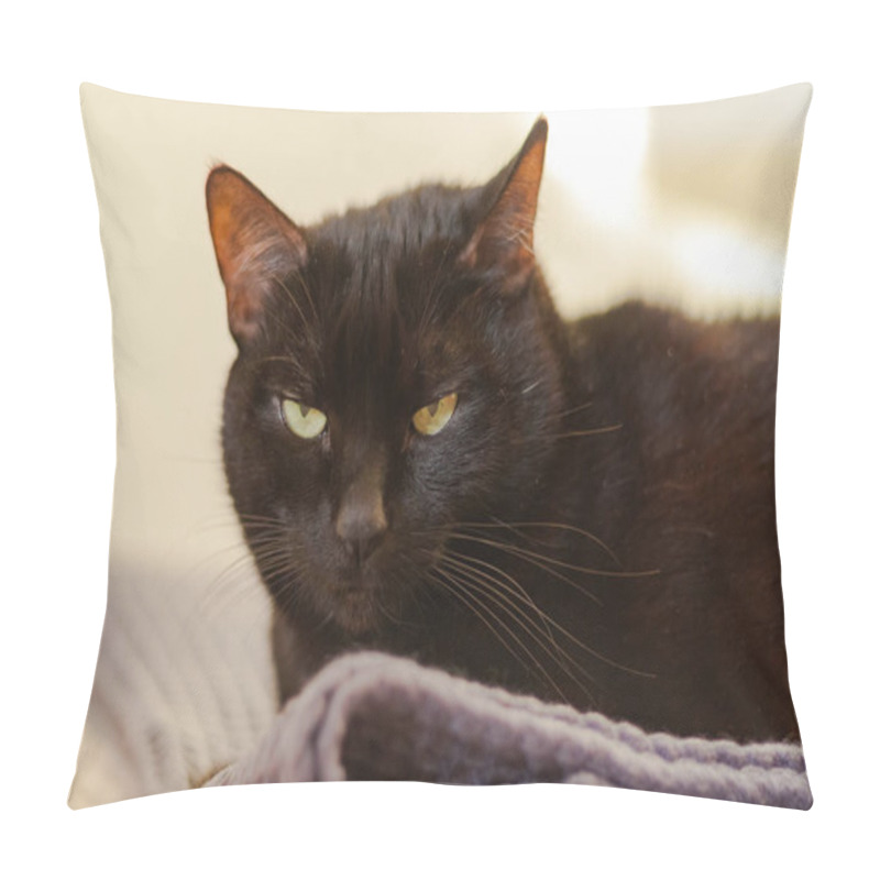 Personality  Black Cat With Short Hair And Yellow Eyes Lies On A Gray Plaid O Pillow Covers